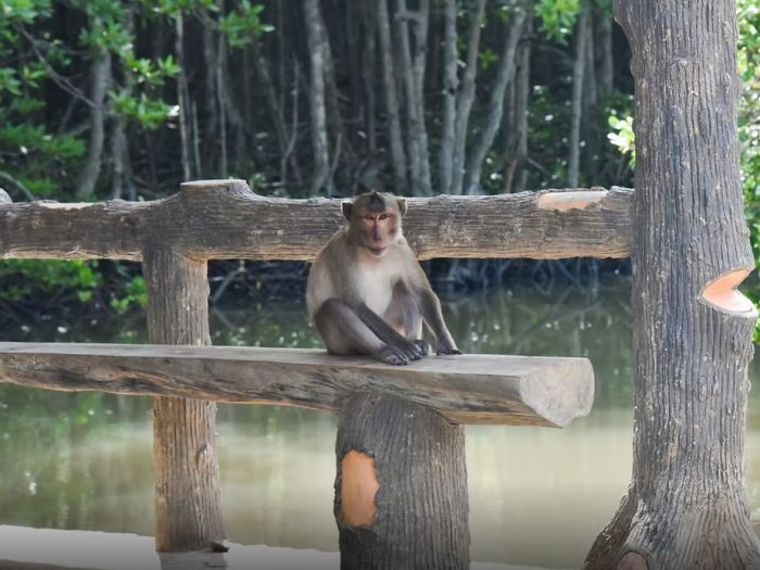 Đảo khỉ Cần Giờ - điểm không thể thiếu trong hành trình của bạn