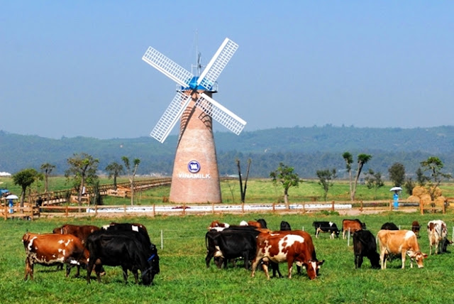 Nong Trai Bo Sua